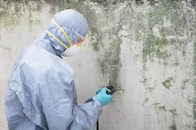 Why You Should Choose Our Mold Remediation Services in Wood River, NE